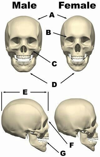 skelett masculinization